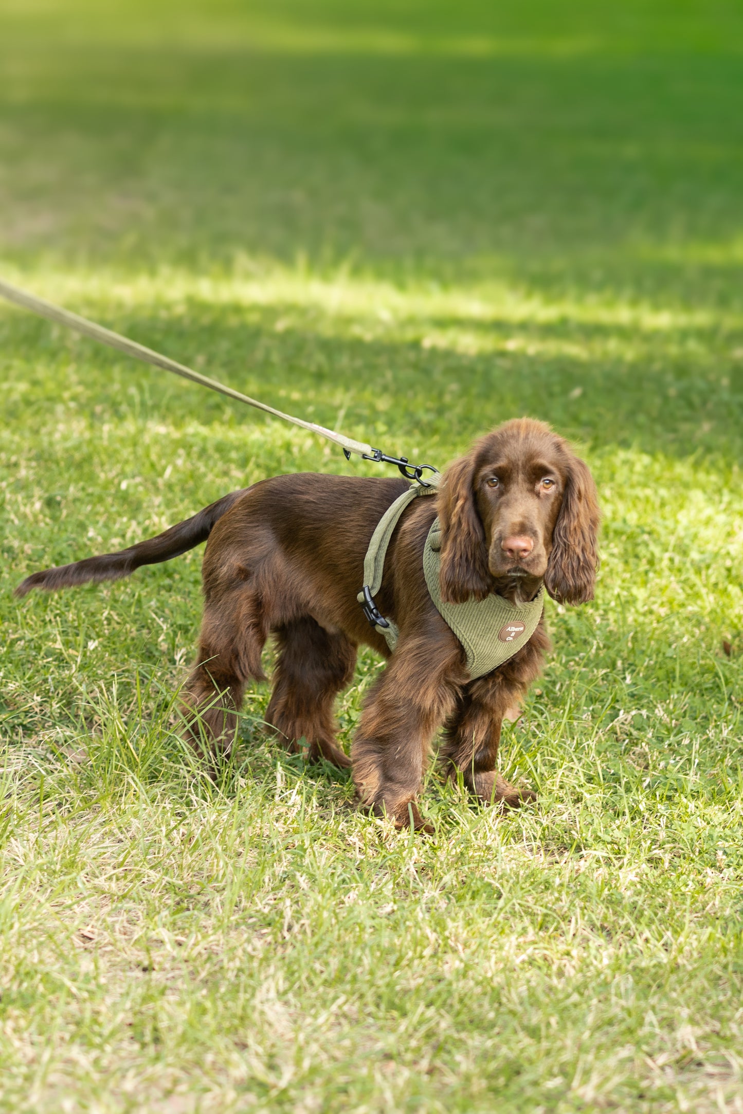 HARNESS