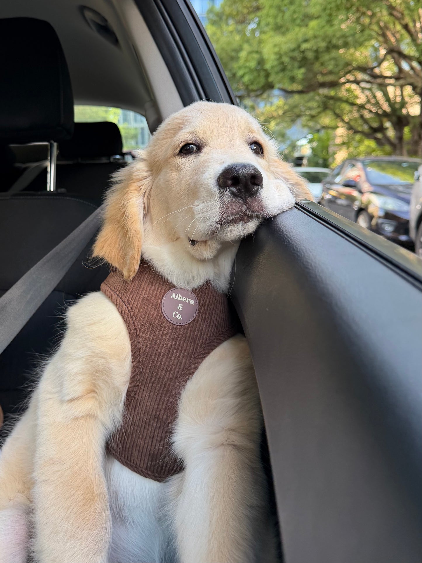 HARNESS