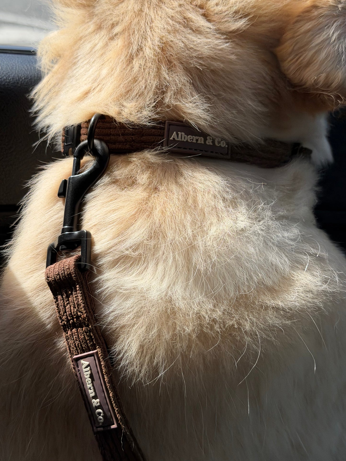 Dog Collar